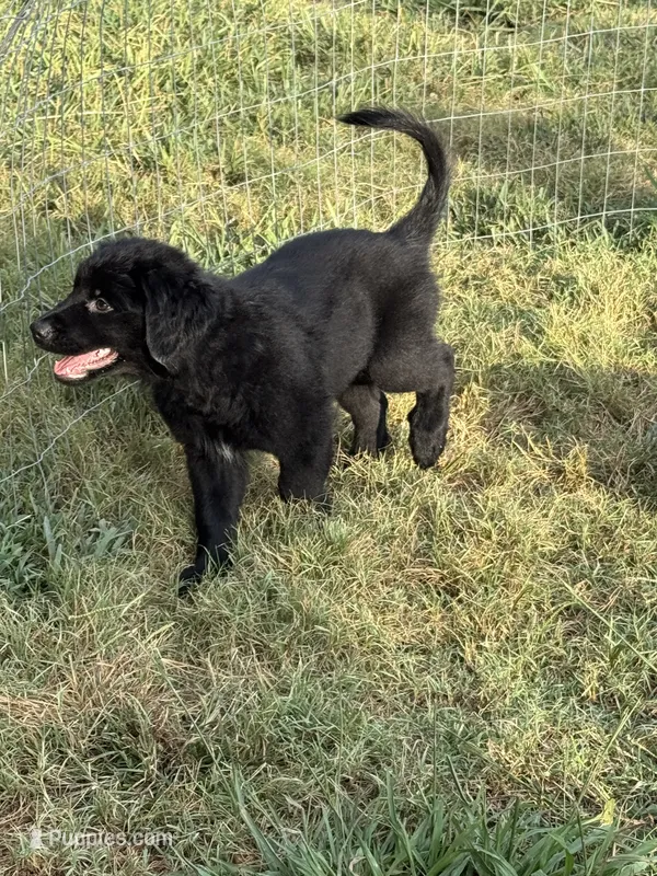 Odem – Great Pyrenees, Golden Retriever puppy for sale in Fayetteville, AR
