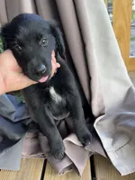Purple girl, a female Great Pyrenees and Golden Retriever for sale in Fayetteville, AR – 2 of 7