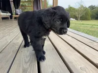 Red Boy, a male Great Pyrenees and Golden Retriever for sale in Fayetteville, AR – 9 of 10