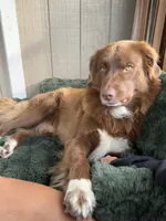 Orange Girl, a female Great Pyrenees and Golden Retriever for sale in Fayetteville, AR – 9 of 9