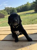 Yellow Boy, a male Great Pyrenees and Golden Retriever for sale in Fayetteville, AR – 7 of 10