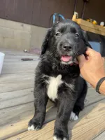 Pink Girl, a female Great Pyrenees and Golden Retriever for sale in Fayetteville, AR – 3 of 10