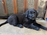 Red Boy, a male Great Pyrenees and Golden Retriever for sale in Fayetteville, AR – 8 of 10