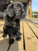 Orange Girl, a female Great Pyrenees and Golden Retriever for sale in Fayetteville, AR – 7 of 9