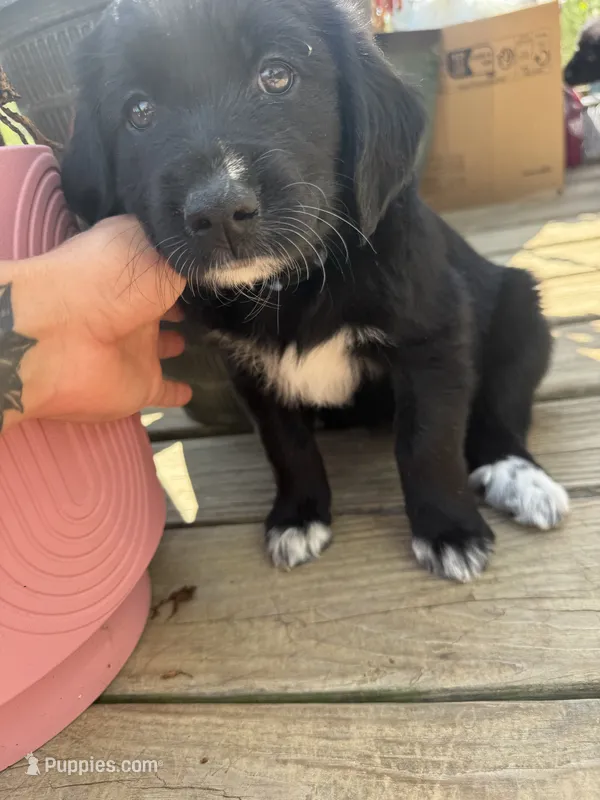 Blue Girl – Great Pyrenees, Golden Retriever puppy for sale in Fayetteville, AR