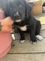Blue Girl, a female Great Pyrenees and Golden Retriever for sale in Fayetteville, AR – 1 of 10