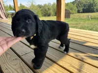 Yellow Boy, a male Great Pyrenees and Golden Retriever for sale in Fayetteville, AR – 3 of 10