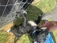 Blue Girl, a female Great Pyrenees and Golden Retriever for sale in Fayetteville, AR – 5 of 10