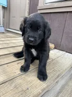 Red Boy, a male Great Pyrenees and Golden Retriever for sale in Fayetteville, AR – 6 of 10