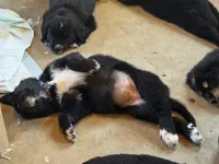 Blue Girl, a female Great Pyrenees and Golden Retriever for sale in Fayetteville, AR – 6 of 10