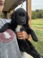 Red Boy, a male Great Pyrenees and Golden Retriever for sale in Fayetteville, AR – 7 of 10