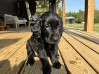 Orange Girl, a female Great Pyrenees and Golden Retriever for sale in Fayetteville, AR – 2 of 9