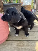 Blue Girl, a female Great Pyrenees and Golden Retriever for sale in Fayetteville, AR – 3 of 10