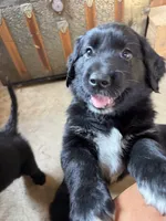 Pink Girl, a female Great Pyrenees and Golden Retriever for sale in Fayetteville, AR – 5 of 10