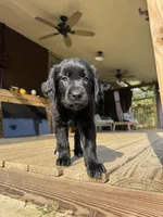 Orange Girl, a female Great Pyrenees and Golden Retriever for sale in Fayetteville, AR – 3 of 9