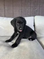 Purple girl, a female Great Pyrenees and Golden Retriever for sale in Fayetteville, AR – 3 of 7