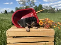 Midnight , a male French Bulldog for sale in Worthington, IN – 3 of 3