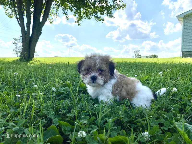 Star – Shichon puppy for sale in Worthington, IN