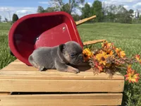 Blue Diamond, a male French Bulldog for sale in Worthington, IN – 1 of 1