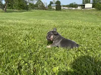 Blue Princess , a female French Bulldog for sale in Worthington, IN – 3 of 6