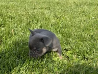 Blue Princess , a female French Bulldog for sale in Worthington, IN – 5 of 6