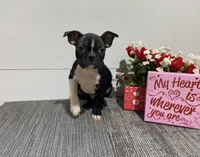 King , a male Boston Terrier for sale in Worthington, IN – Photo 1 of 4