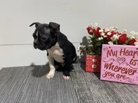 King , a male Boston Terrier for sale in Worthington, IN – Photo 3 of 4