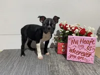 King , a male Boston Terrier for sale in Worthington, IN – Photo 4 of 4