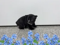 Hunter, a male Frenchton for sale in Worthington, IN – Photo 2 of 3
