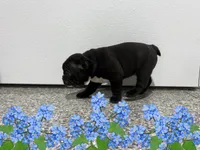 Hunter, a male Frenchton for sale in Worthington, IN – Photo 3 of 3