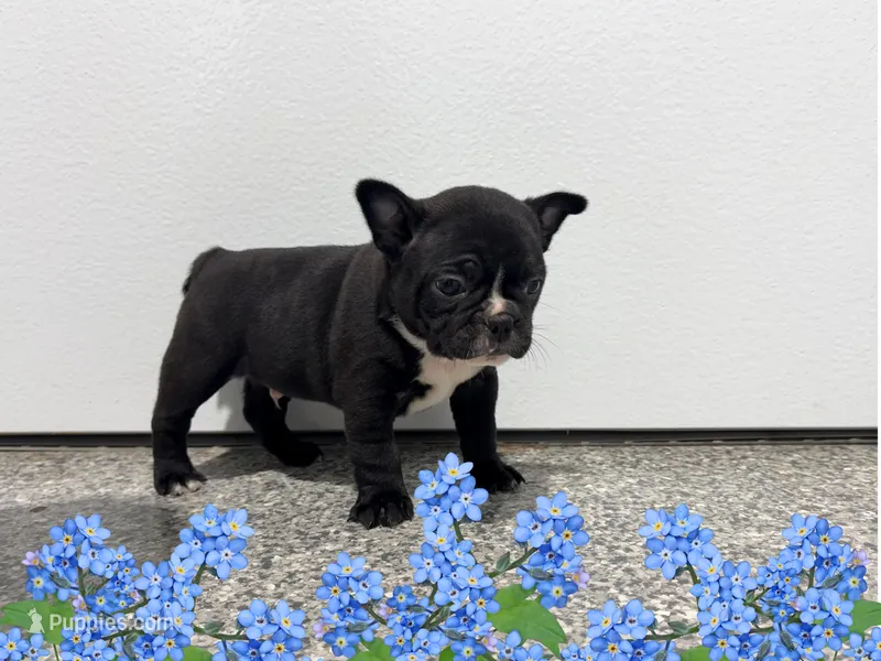 Hunter – Frenchton puppy for sale in Worthington, IN