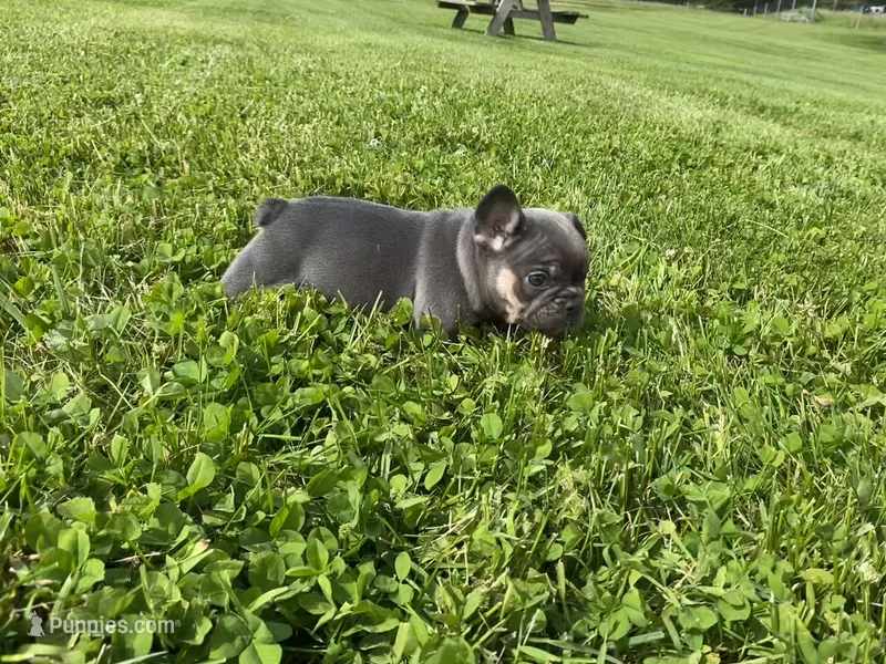 Blue Princess , a female French Bulldog for sale in Worthington, IN – 1 of 6