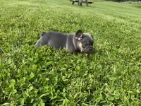 Blue Princess , a female French Bulldog for sale in Worthington, IN – 1 of 6