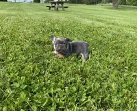 Blue Princess , a female French Bulldog for sale in Worthington, IN – 2 of 6