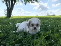 Misty, a female Shichon for sale in Worthington, IN – 2 of 5