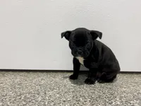 Midnight, a male Frenchton for sale in Worthington, IN – Photo 1 of 5
