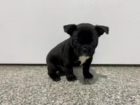 Midnight, a male Frenchton for sale in Worthington, IN – Photo 4 of 5