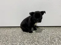 Midnight, a male Frenchton for sale in Worthington, IN – Photo 5 of 5