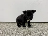 Midnight, a male Frenchton for sale in Worthington, IN – Photo 2 of 5