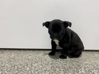 Midnight, a male Frenchton for sale in Worthington, IN – Photo 3 of 5