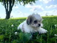 Misty, a female Shichon for sale in Worthington, IN – 3 of 5