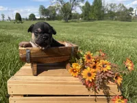 Midnight , a male French Bulldog for sale in Worthington, IN – 2 of 3