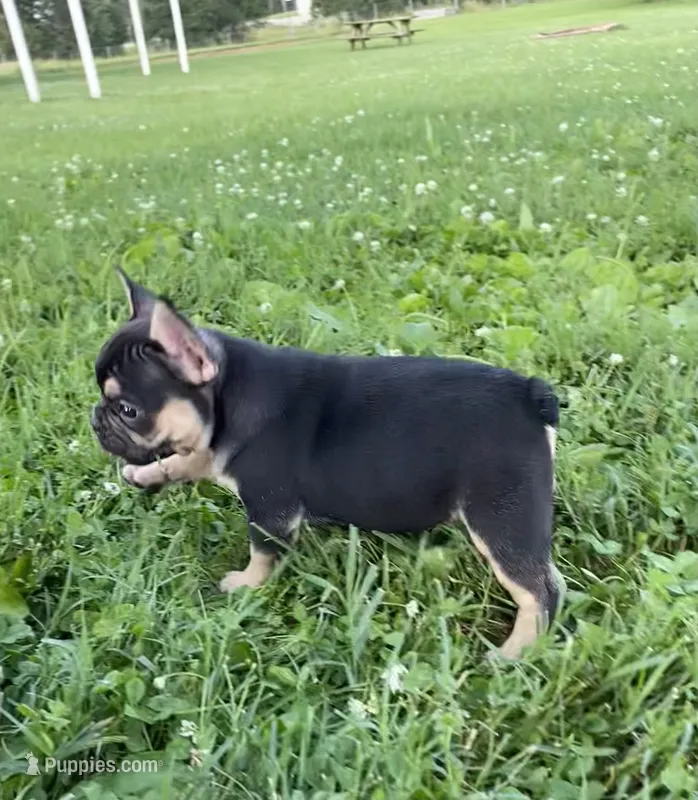 Midnight  – French Bulldog puppy for sale in Worthington, IN