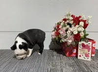 Diamond, a male Boston Terrier for sale in Worthington, IN – Photo 5 of 6