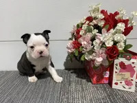 Diamond, a male Boston Terrier for sale in Worthington, IN – Photo 1 of 6
