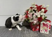 Diamond, a male Boston Terrier for sale in Worthington, IN – Photo 3 of 6