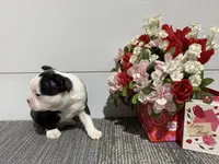 Diamond, a male Boston Terrier for sale in Worthington, IN – Photo 2 of 6