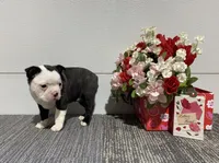 Diamond, a male Boston Terrier for sale in Worthington, IN – Photo 4 of 6