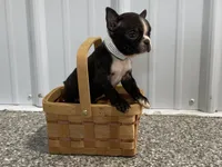 Blacky, a male Boston Terrier for sale in Worthington, IN – Photo 1 of 4
