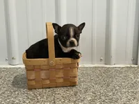 Blacky, a male Boston Terrier for sale in Worthington, IN – Photo 4 of 4